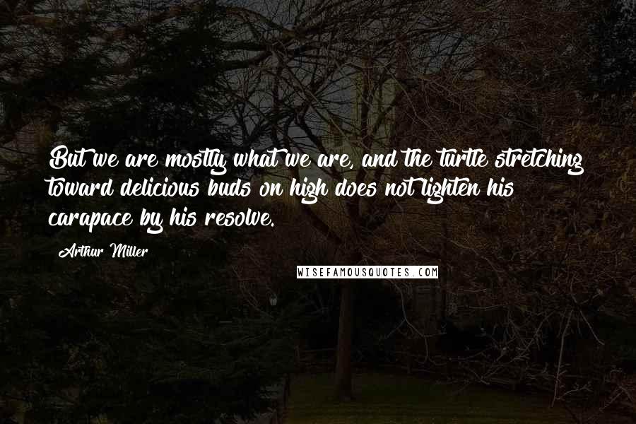 Arthur Miller Quotes: But we are mostly what we are, and the turtle stretching toward delicious buds on high does not lighten his carapace by his resolve.