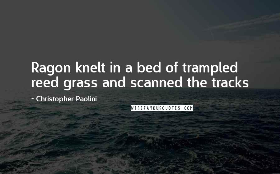 Christopher Paolini Quotes: Ragon knelt in a bed of trampled reed grass and scanned the tracks