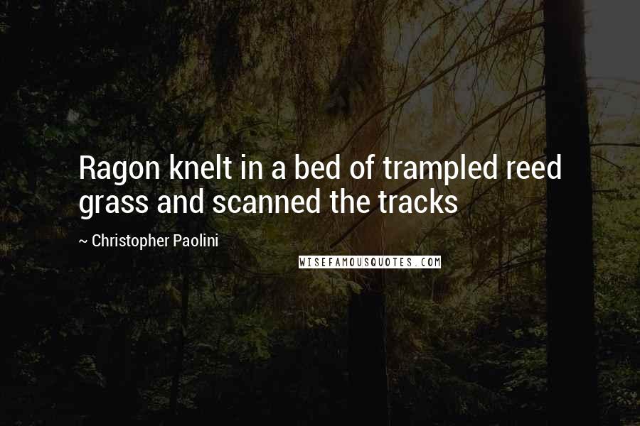 Christopher Paolini Quotes: Ragon knelt in a bed of trampled reed grass and scanned the tracks