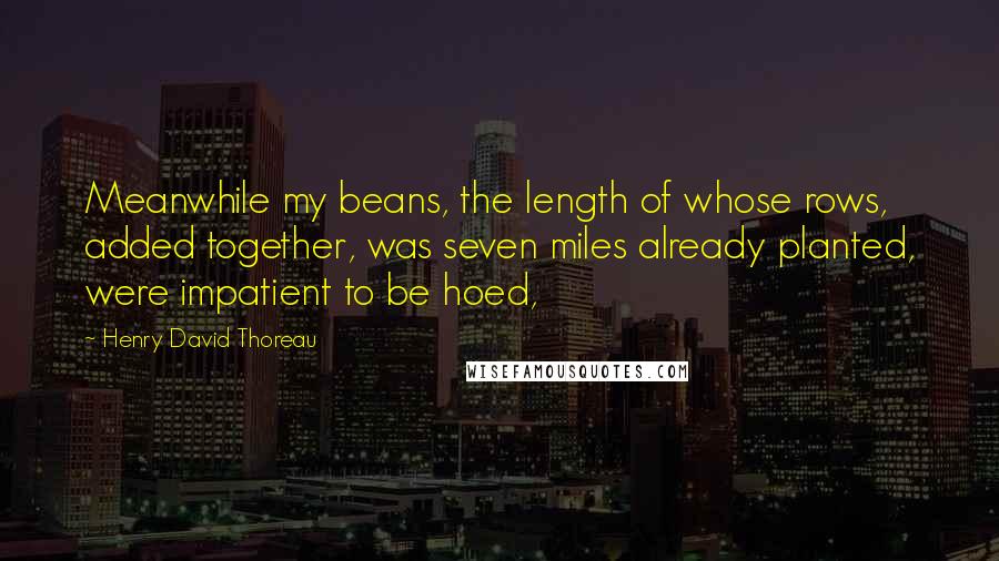 Henry David Thoreau Quotes: Meanwhile my beans, the length of whose rows, added together, was seven miles already planted, were impatient to be hoed,