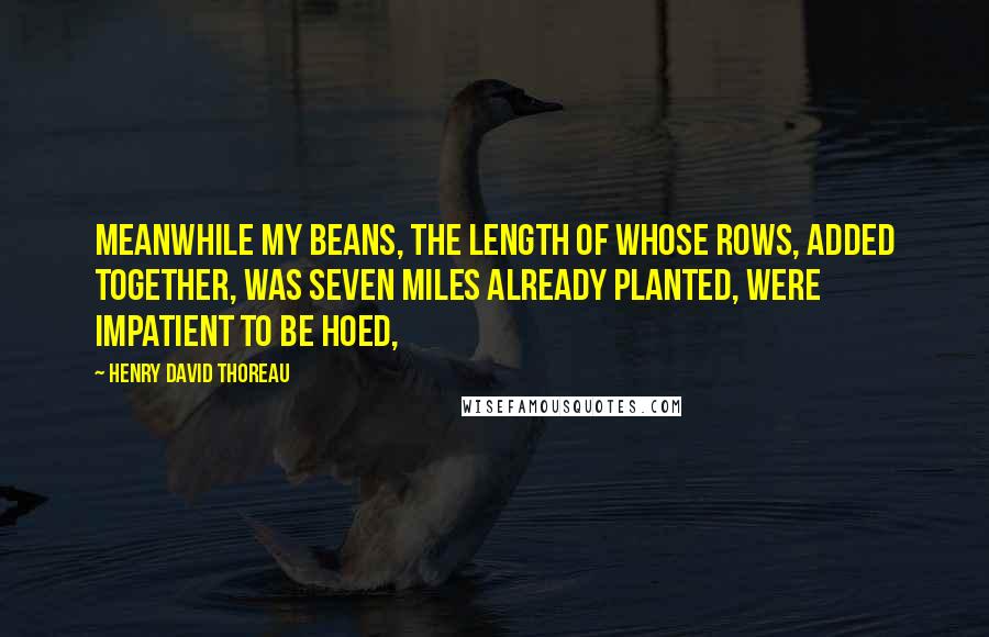 Henry David Thoreau Quotes: Meanwhile my beans, the length of whose rows, added together, was seven miles already planted, were impatient to be hoed,