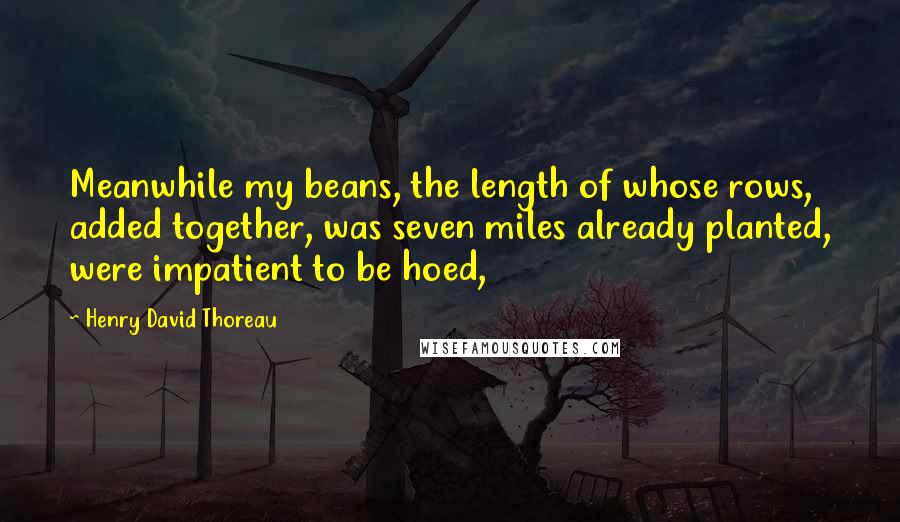 Henry David Thoreau Quotes: Meanwhile my beans, the length of whose rows, added together, was seven miles already planted, were impatient to be hoed,