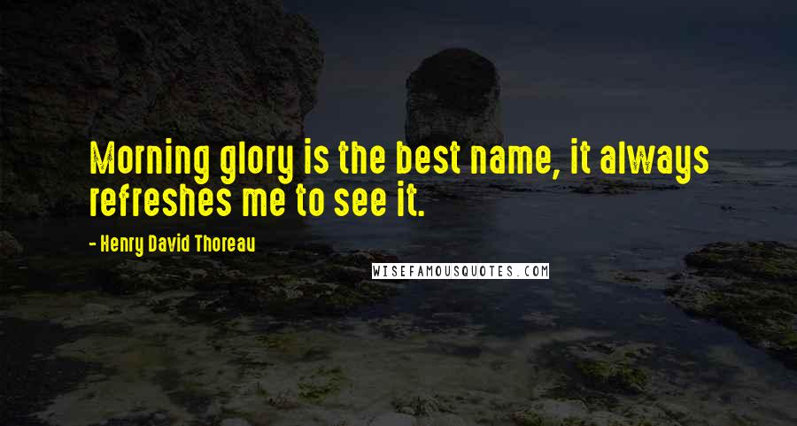 Henry David Thoreau Quotes: Morning glory is the best name, it always refreshes me to see it.