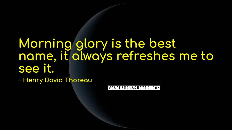 Henry David Thoreau Quotes: Morning glory is the best name, it always refreshes me to see it.