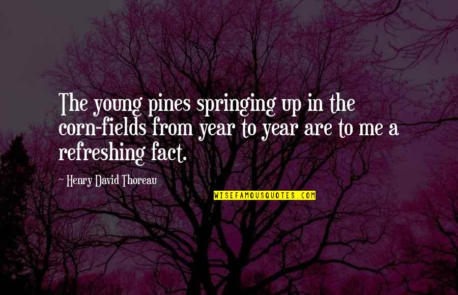 Bisheriger Quotes By Henry David Thoreau: The young pines springing up in the corn-fields