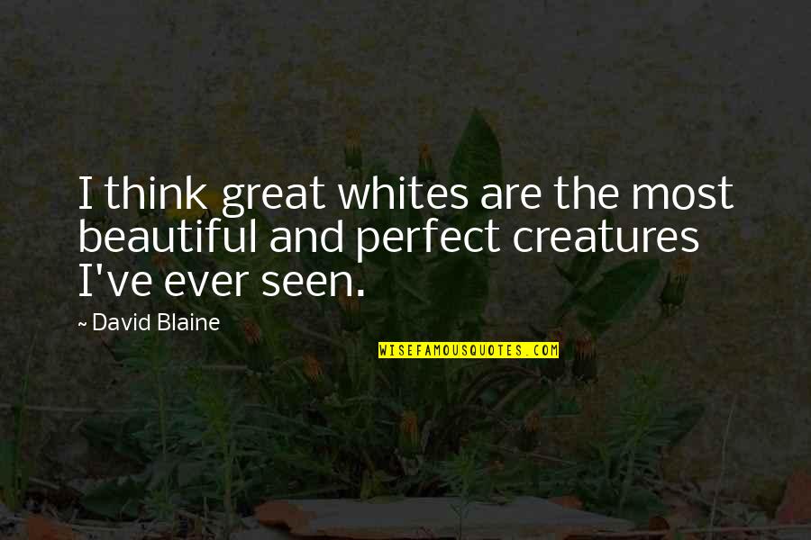 Crombie Reit Quotes By David Blaine: I think great whites are the most beautiful