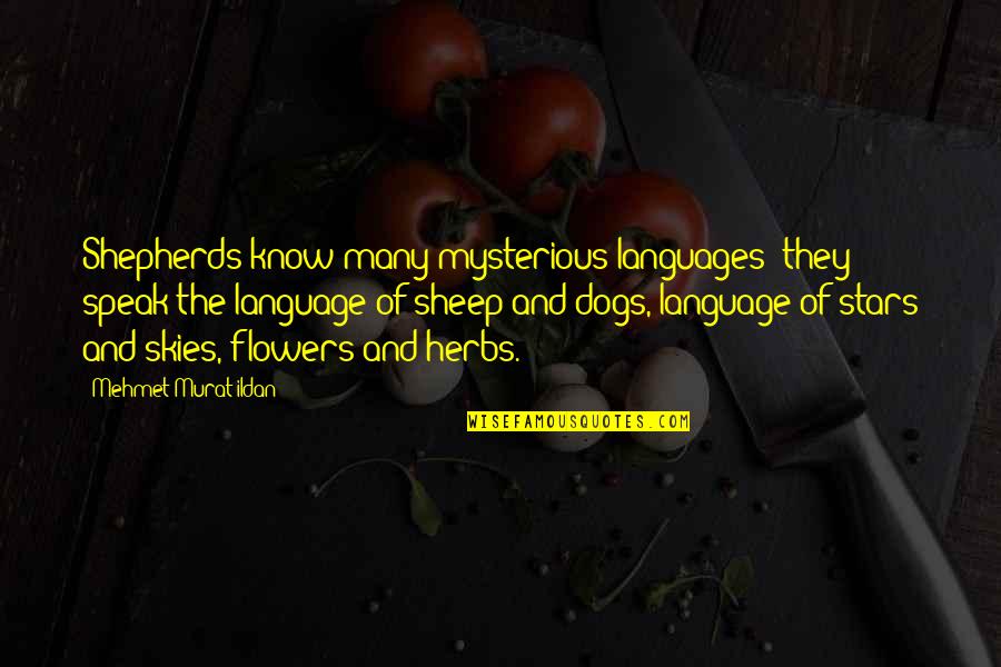 Dog Stars Quotes By Mehmet Murat Ildan: Shepherds know many mysterious languages; they speak the