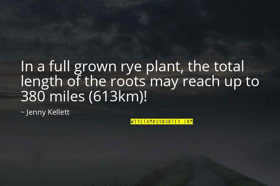 Funny Chicken Egg Quotes By Jenny Kellett: In a full grown rye plant, the total