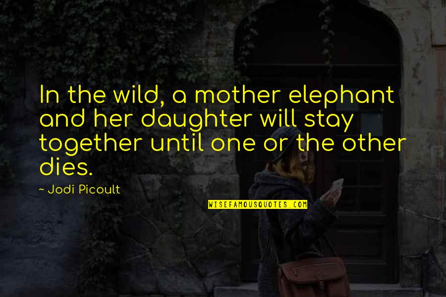 Gaudy Crossword Quotes By Jodi Picoult: In the wild, a mother elephant and her