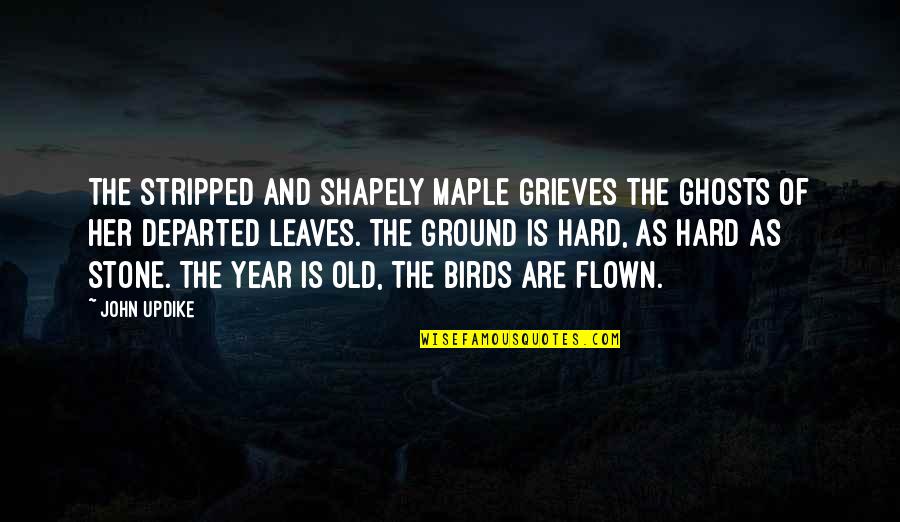 Hard Year Quotes By John Updike: The stripped and shapely Maple grieves The ghosts