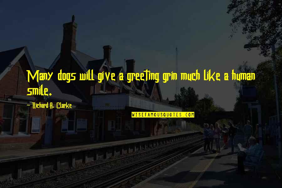 Human Dog Quotes By Richard A. Clarke: Many dogs will give a greeting grin much