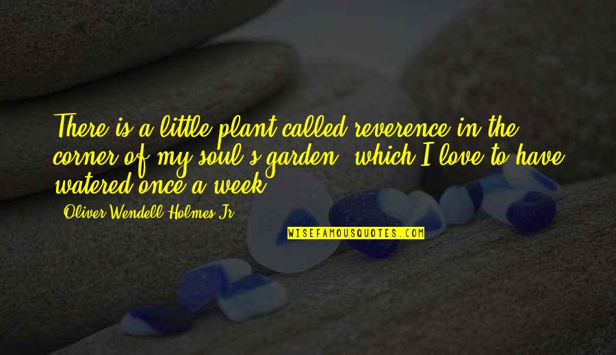 In The Corner Quotes By Oliver Wendell Holmes Jr.: There is a little plant called reverence in