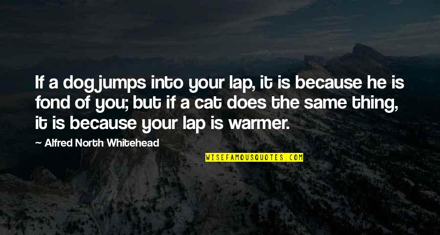 Kiichi Masks Quotes By Alfred North Whitehead: If a dog jumps into your lap, it