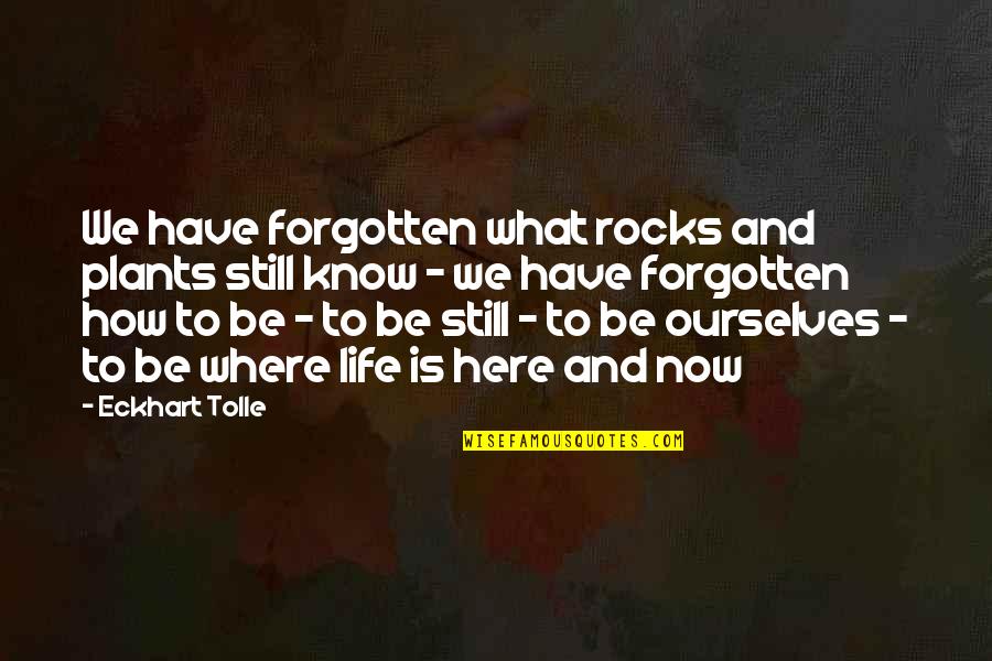 Life And Plants Quotes By Eckhart Tolle: We have forgotten what rocks and plants still