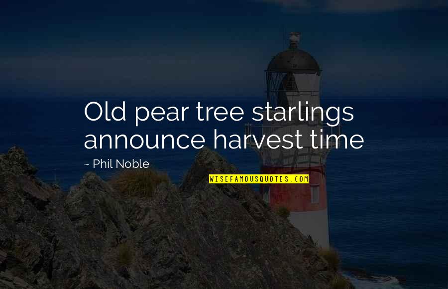 Luminii Psd 96 24 Quotes By Phil Noble: Old pear tree starlings announce harvest time