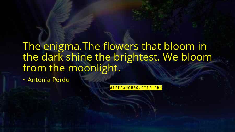 Marcelline Quotes By Antonia Perdu: The enigma.The flowers that bloom in the dark