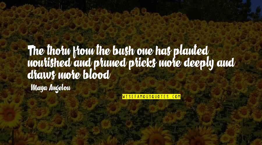 Pricks Quotes By Maya Angelou: The thorn from the bush one has planted,