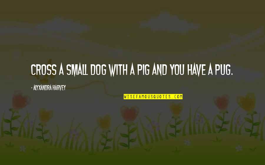 Pug Dog Quotes By Alyxandra Harvey: Cross a small dog with a pig and