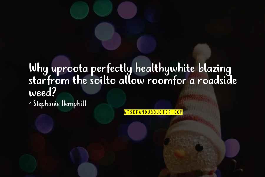 Relativised Quotes By Stephanie Hemphill: Why uproota perfectly healthywhite blazing starfrom the soilto