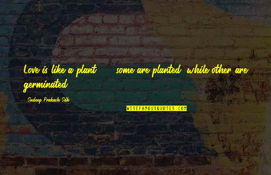 Schieffer Hose Quotes By Sudeep Prakash Sdk: Love is like a plant ... ; some