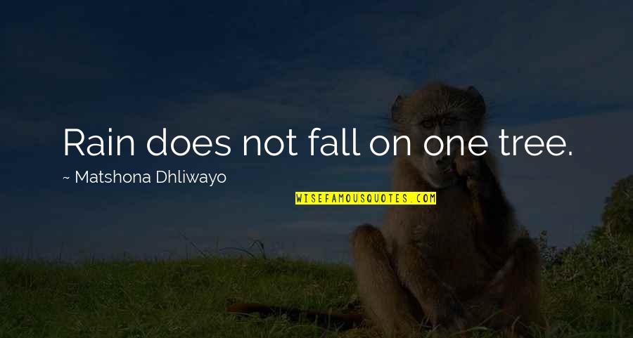 Shadings Roblox Quotes By Matshona Dhliwayo: Rain does not fall on one tree.