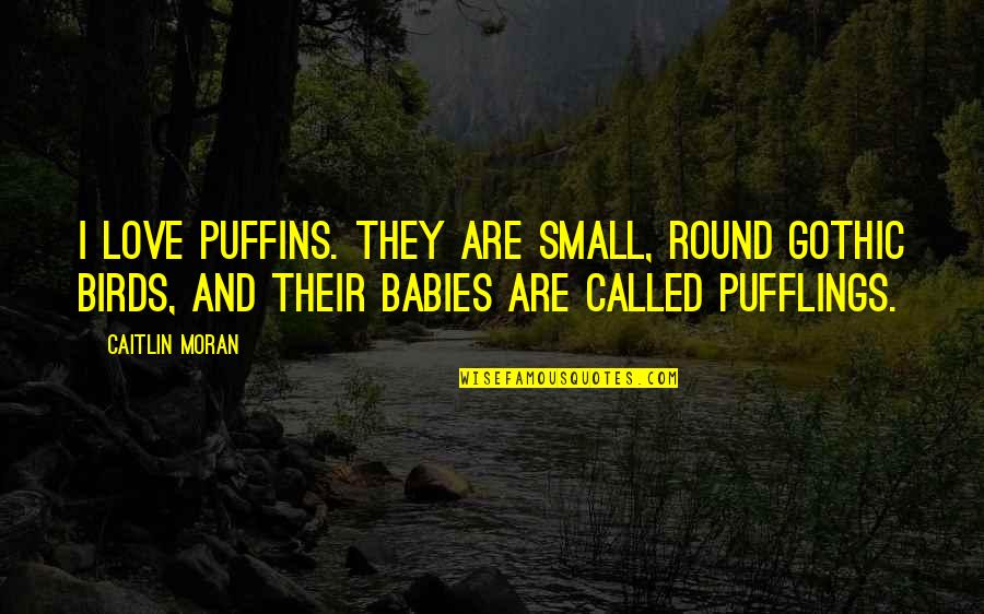 So Called Love Quotes By Caitlin Moran: I love puffins. They are small, round gothic