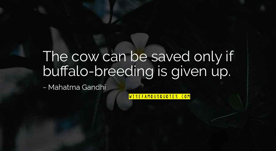 Stavropoulos Designer Quotes By Mahatma Gandhi: The cow can be saved only if buffalo-breeding