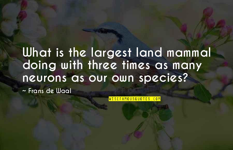 The Species Quotes By Frans De Waal: What is the largest land mammal doing with