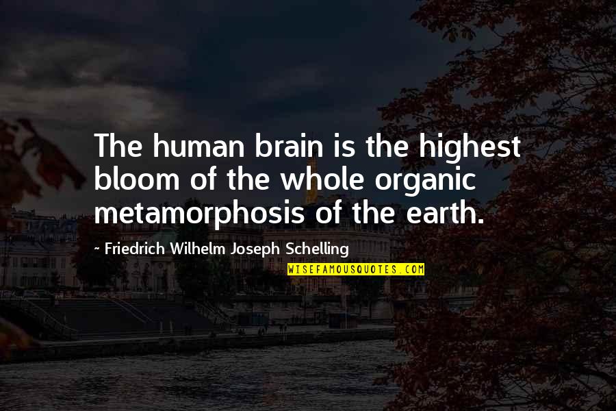 Wyomia Tyus Quotes By Friedrich Wilhelm Joseph Schelling: The human brain is the highest bloom of