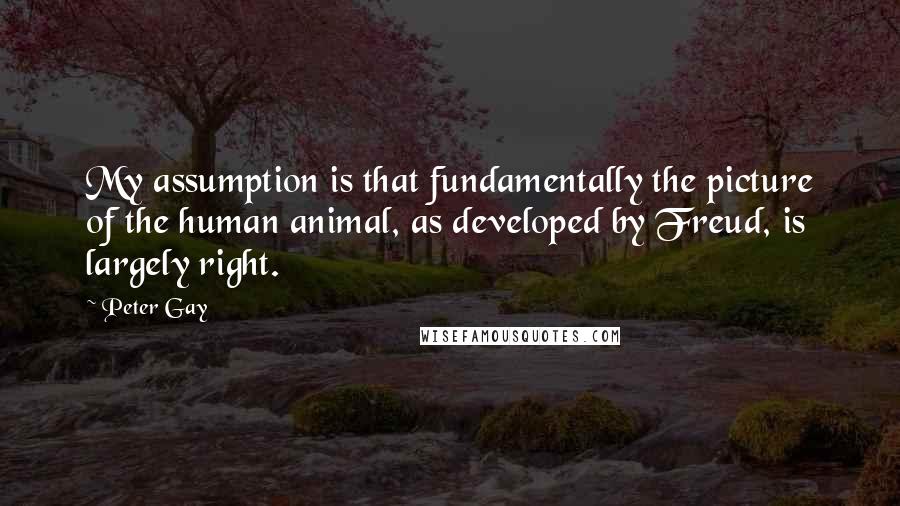 Peter Gay Quotes: My assumption is that fundamentally the picture of the human animal, as developed by Freud, is largely right.