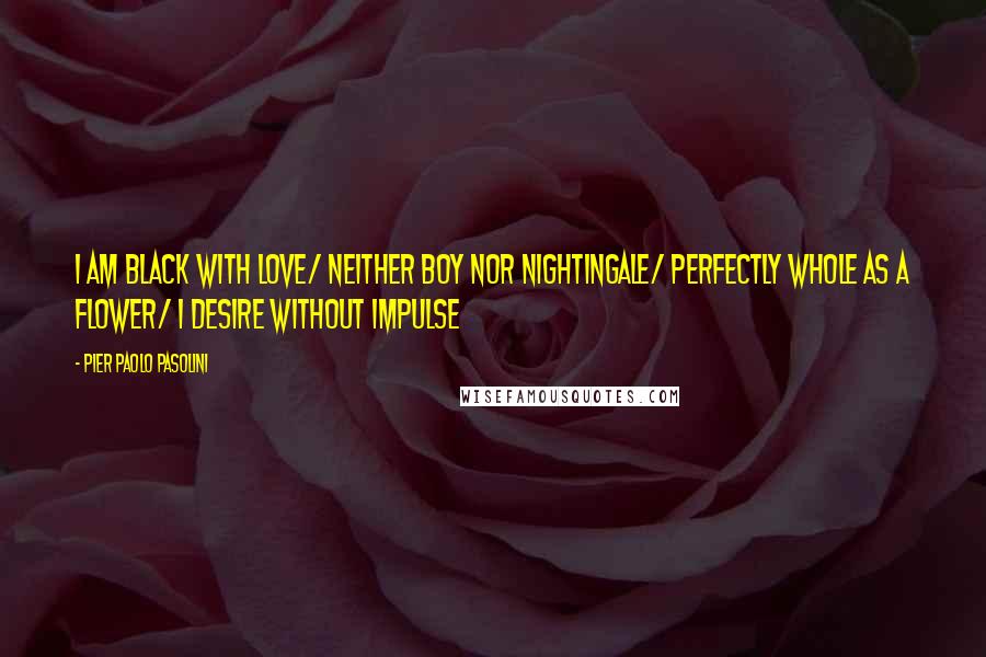 Pier Paolo Pasolini Quotes: I am black with love/ neither boy nor nightingale/ perfectly whole as a flower/ I desire without impulse