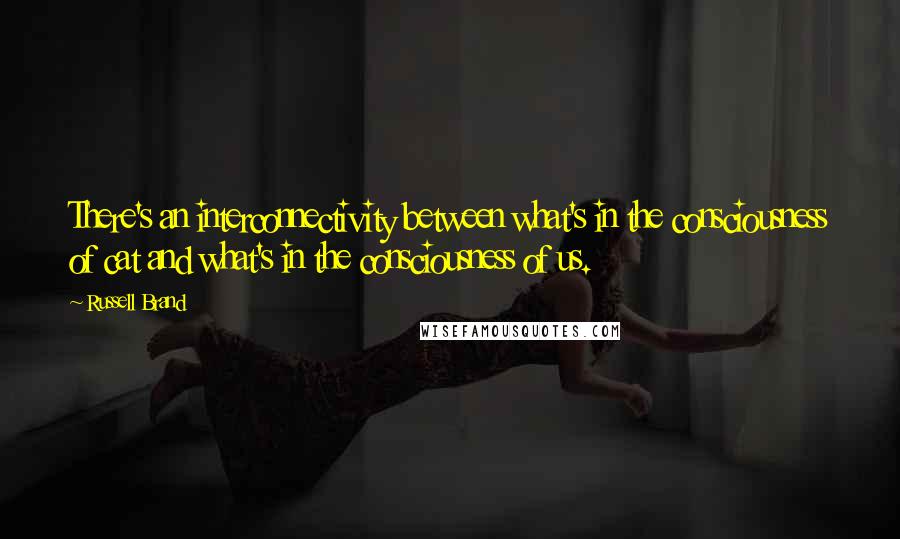 Russell Brand Quotes: There's an interconnectivity between what's in the consciousness of cat and what's in the consciousness of us.