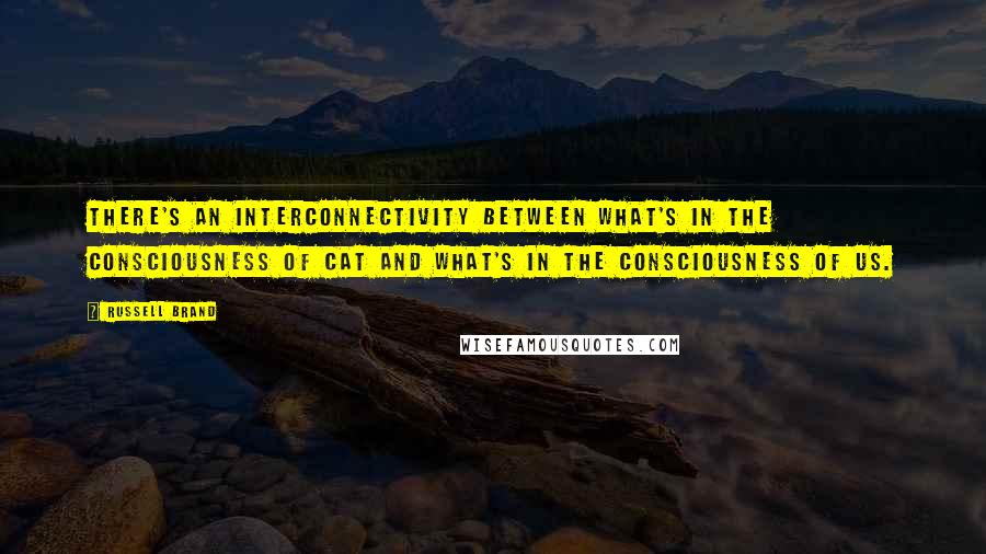 Russell Brand Quotes: There's an interconnectivity between what's in the consciousness of cat and what's in the consciousness of us.